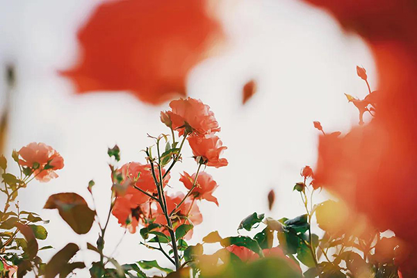 微信图片_20200713164829.jpg 微信图片_20200713164829.jpg